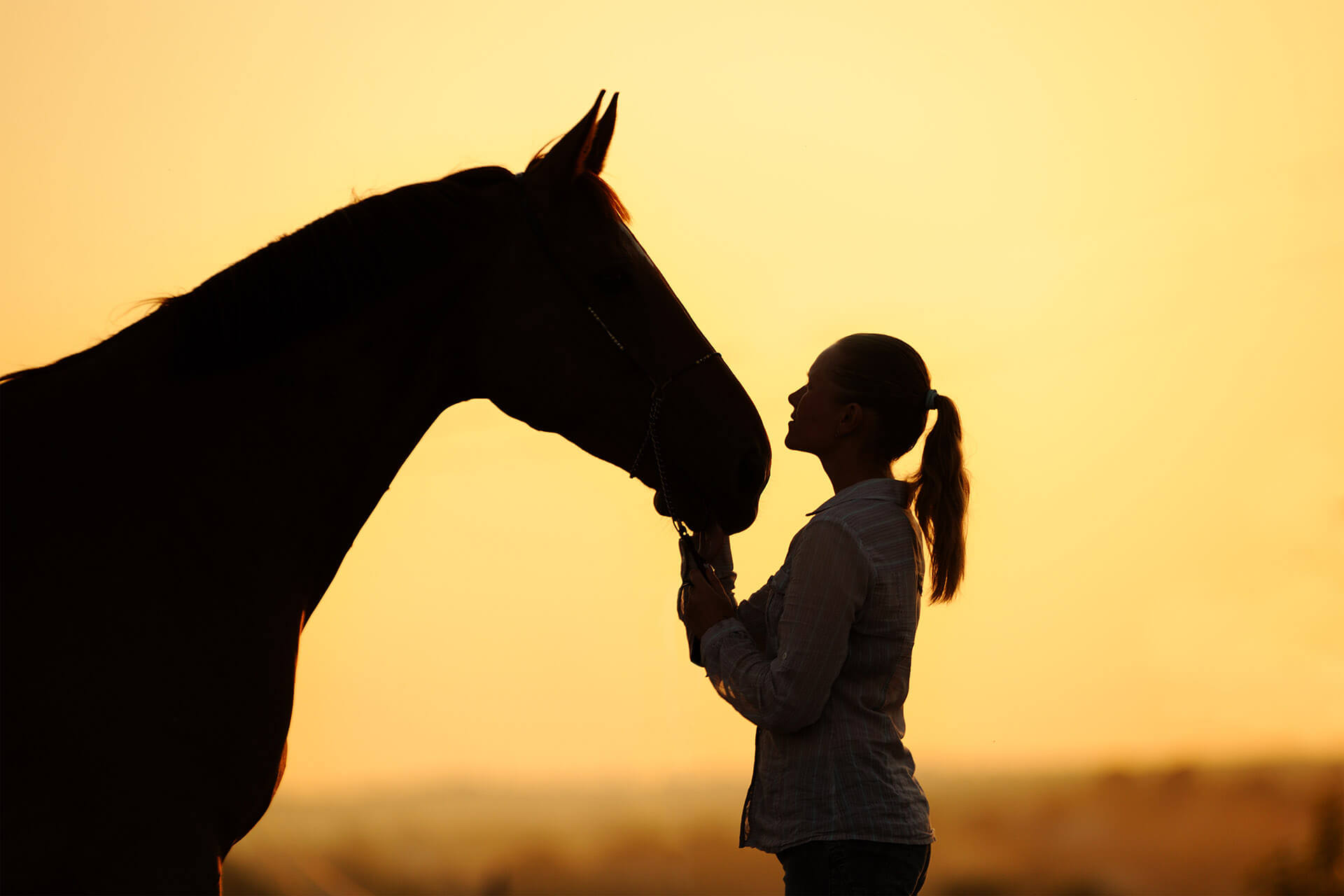 Equine Services  Trenton, MO