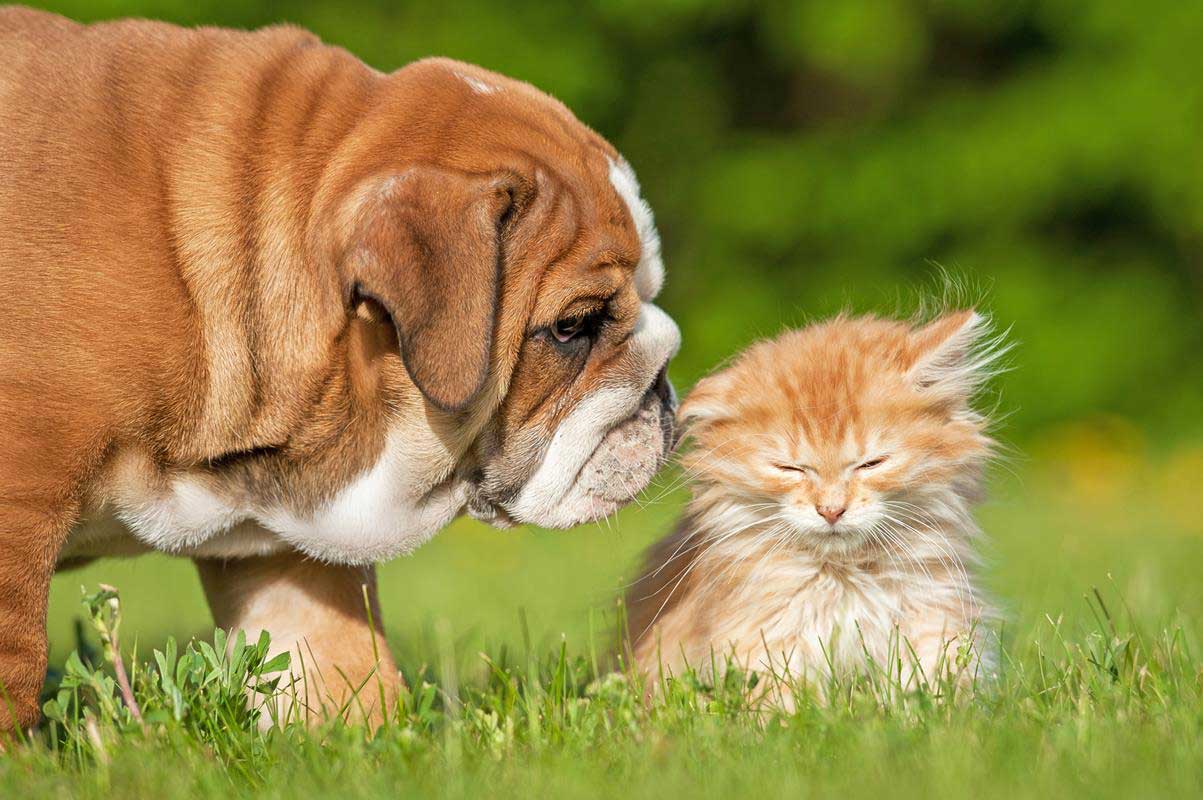 Puppy & Kitten Care  Trenton, MO